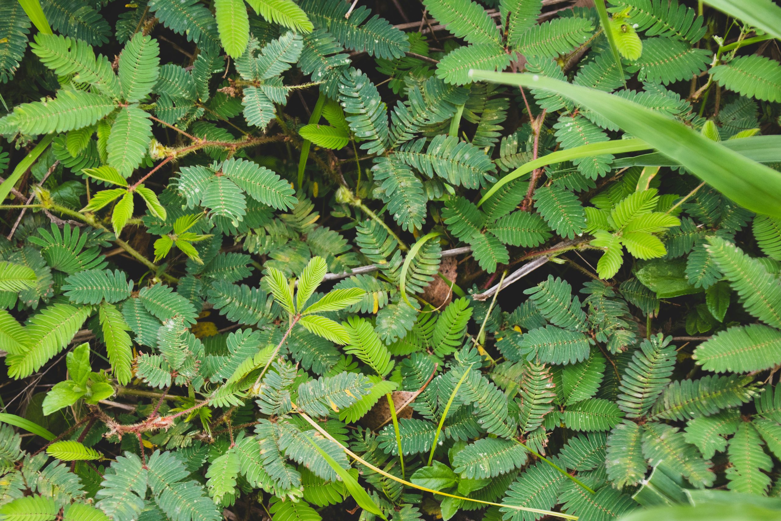 Plantas que cuidam de si? Sim é possível!